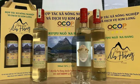Rượu Ngô men lá Na Hang: Sản phẩm OCOP chắt tinh hoa từ rừng