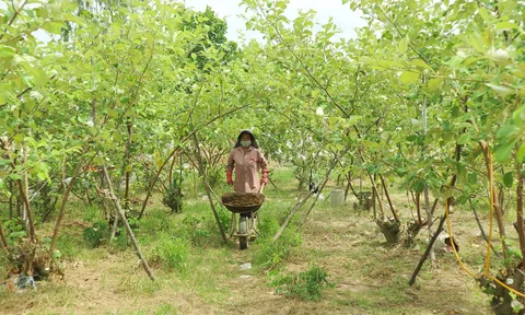 Nghệ An: Tự sản xuất phân bón mang lại hiệu quả cao