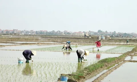 Bắc Ninh đảm bảo nguồn nước phục vụ gieo cấy lúa vụ Đông Xuân