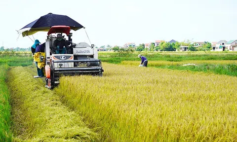 Quảng Bình: Bà con nông dân hối hả thu hoạch lúa vụ hè thu