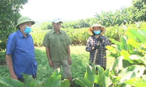 Hành trình đưa sợi miến dong Yên Lạc thành sản phẩm OCOP 3 sao