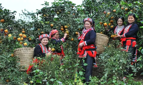 Chương trình OCOP Hà Giang: Nâng tầm đặc sản vùng miền