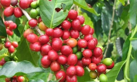 Cà phê thành cây chủ lực, có giá trị kinh tế cao ở Sơn La