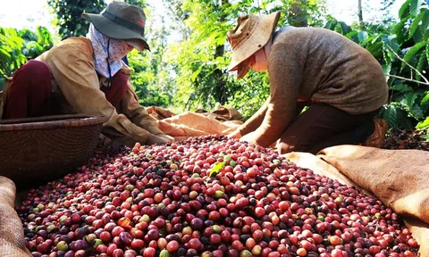 Giá cà phê xuất khẩu cao nhất trong 30 năm nhưng nguồn cung khan hiếm