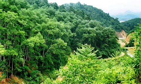 Tỉnh Bắc Kạn hỗ trợ tiền cho người trồng rừng phòng hộ