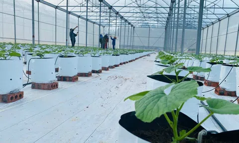 Ứng dụng công nghệ cao vào nông nghiệp, hướng tới mô hình sản phẩm OCOP
