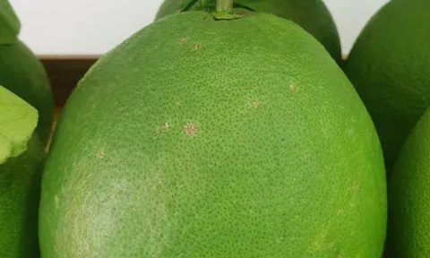 Bưởi da xanh Tà Lài: Đặc sản của tỉnh Đồng Nai