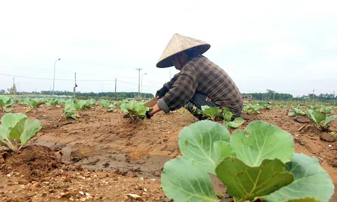 Nghệ An: Các địa phương tích cực triển khai gieo trồng vụ đông năm 2023