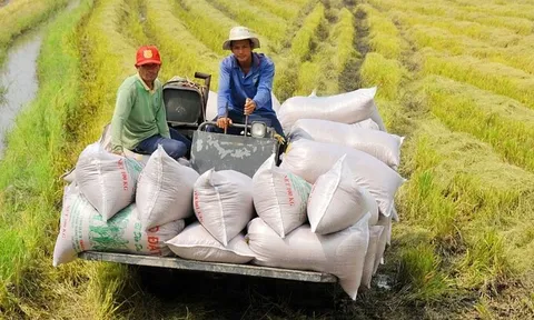 Việt Nam thiết lập kỷ lục mới về xuất khẩu gạo