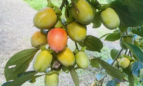 Bắc Kạn đẩy mạnh sản xuất hồng không hạt theo hướng hữu cơ