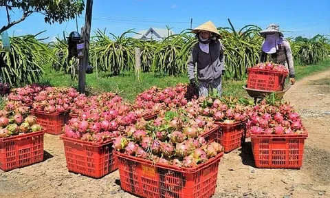 Xuất khẩu nông sản qua Cửa khẩu Lào Cai đạt gần 220 triệu USD