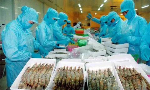 Xuất khẩu tôm thu về 520 triệu USD