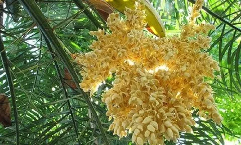Trà Vinh xuất khẩu 20.000 chai nước uống mật hoa dừa tươi sang Mỹ