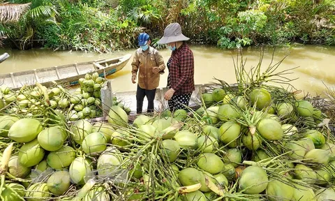 Thúc đẩy phát triển dừa Bến Tre thành sản phẩm thương mại