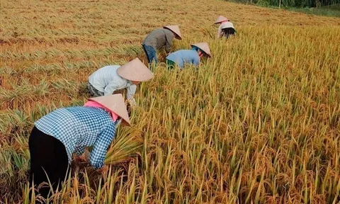 Giá gạo Việt lập đỉnh mới, đạt 663 USD/tấn