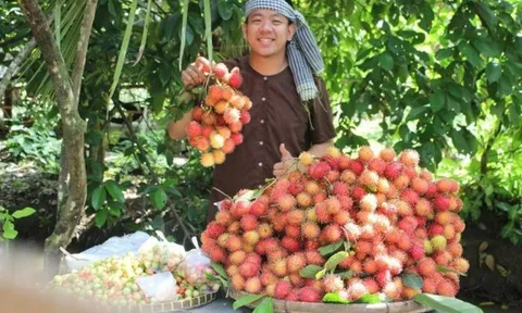 Bến Tre: Trái chôm chôm được cấp Chứng nhận đăng ký chỉ dẫn địa lý