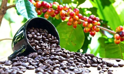 Giá cà phê ngày 13/12: Giá cà phê trong nước tăng mạnh