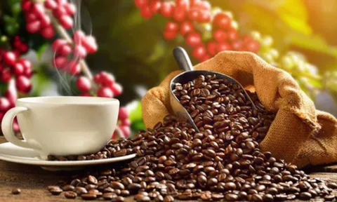 Giá cà phê ngày 20/12: Giá cà phê trong nước và thế giới cùng tăng mạnh