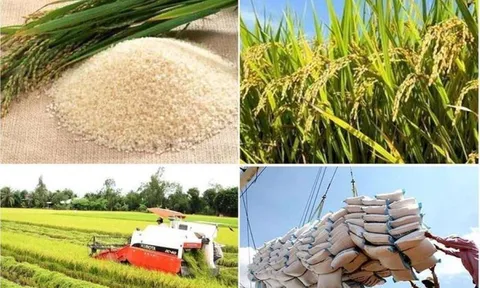 Xuất khẩu gạo tiếp tục tăng trưởng trong năm mới