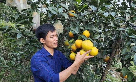 Cam được mùa, được giá, người dân tất bật thu hoạch
