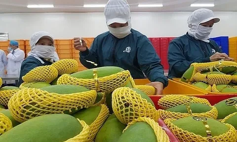 Xuất khẩu rau quả năm 2024 dự báo tăng 20%