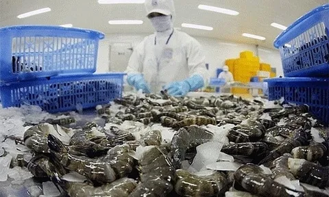 Xuất khẩu tôm năm 2024 có thể đạt khoảng 4 tỷ USD