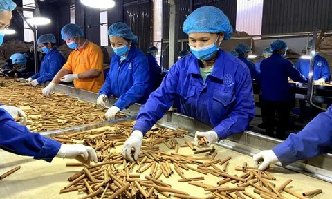 Xuất khẩu quế thu về 260,9 triệu USD năm 2023