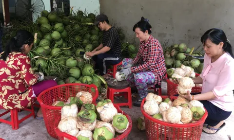 Dừa Bến Tre trở thành cây công nghiệp chủ lực Quốc gia tạo nên tầm vóc ngành dừa Việt Nam