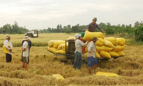 Vụ lúa Đông Xuân ở ĐBSCL năng suất cao, thoát hạn mặn, nông dân lãi lớn