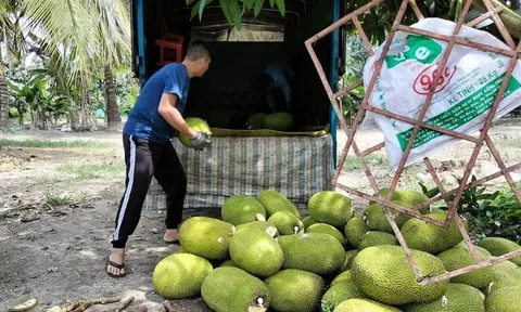 Giá mít Thái tăng vọt, 'tỷ phú trồng mít' tiếc vì sản lượng không còn nhiều
