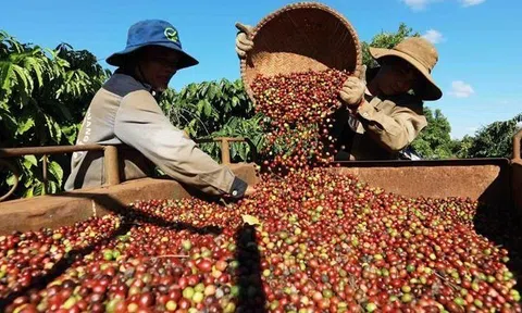 Cà phê của Việt Nam được ưa chuộng tại Algeria, có thêm triển vọng xuất khẩu