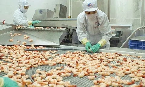 Australia vẫn là thị trường tiềm năng của ngành tôm Việt Nam