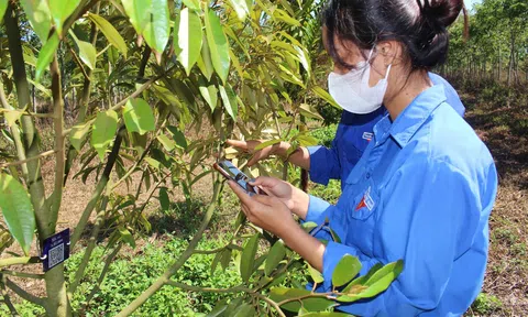 “Số hóa” gần 10.000 cây sầu riêng tại Đắk Lắk