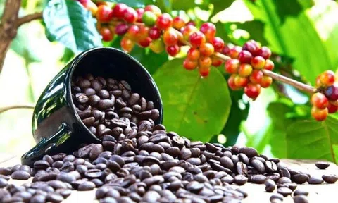 Cà phê hữu cơ Việt Nam xuất khẩu sang Nhật Bản